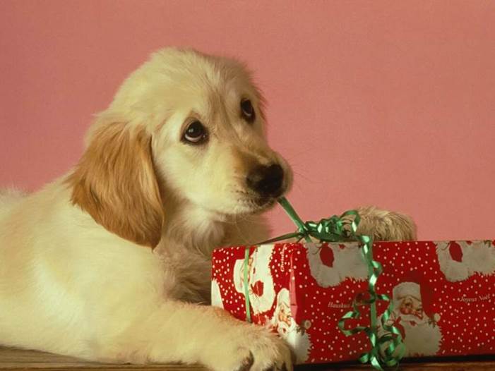 http://www.wallpaperfunny.com/wallpapers/labrador-puppy-with-xmas-present-funny-wallpaper-1024x768.jpg