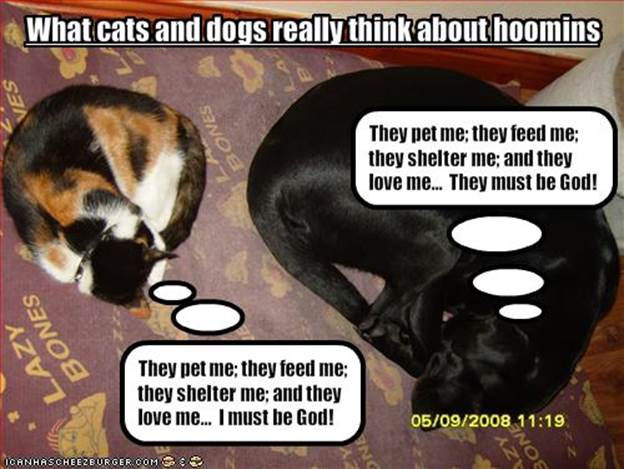 http://3.bp.blogspot.com/-qbauMQlLzg8/TamHAwrw8PI/AAAAAAAAGnA/dTTETVCVYL0/s1600/funny-pictures-cats-and-dogs-think-differently.jpg