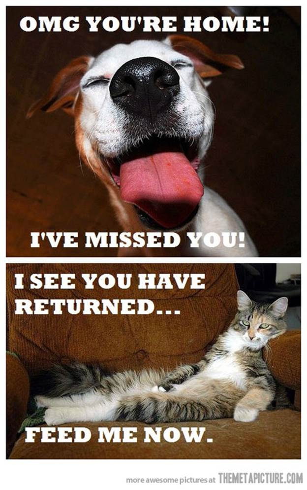 http://cdn.themetapicture.com/media/funny-dog-vs-cat-emotions.jpg