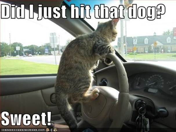 http://themellowjihadi.com/wp-content/uploads/2013/12/funny-pictures-driving-cat-hits-dog9.jpg