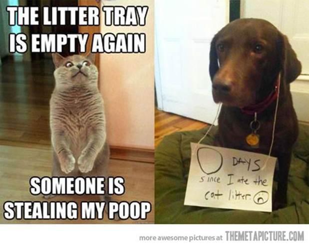 http://cdn.themetapicture.com/media/funny-cat-vs-dog-grounded.jpg