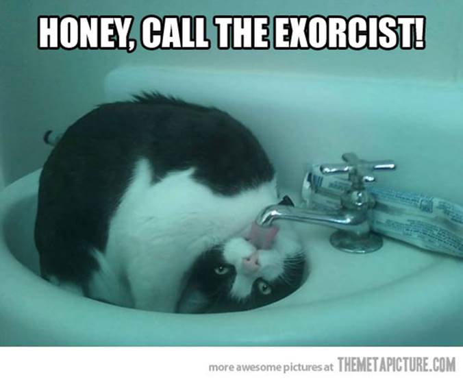 http://cdn.themetapicture.com/media/funny-cat-drinking-water-bathroom-sink.jpg