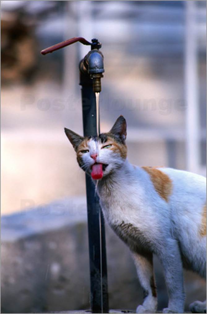 http://img.posterlounge.de/images/wbig/mark-daffey-cat-drinking-water-from-tap-in-bazaar-courtyard-53626.jpg