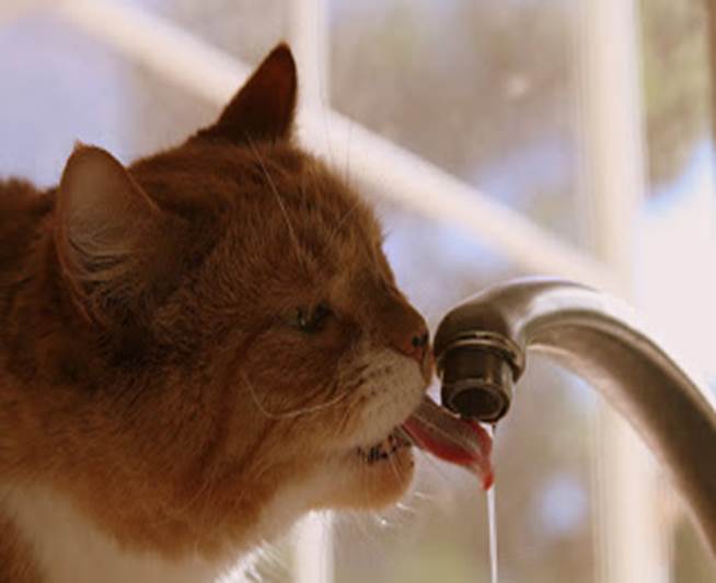 http://3.bp.blogspot.com/-BZPL6o2u2ME/T-d1NAApDYI/AAAAAAAABI4/r866uSujE38/s320/funny_cats_drink_at_tap_water5.jpg