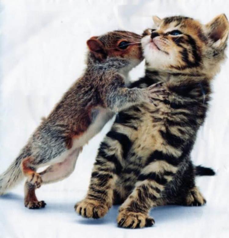 Most Amazing Friendly Squirrels Seen On www.coolpicturegallery.us