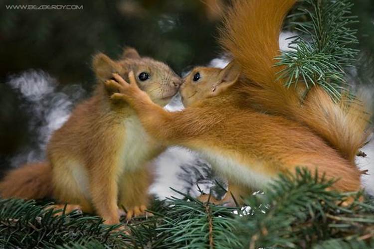 Most Amazing Friendly Squirrels Seen On www.coolpicturegallery.us