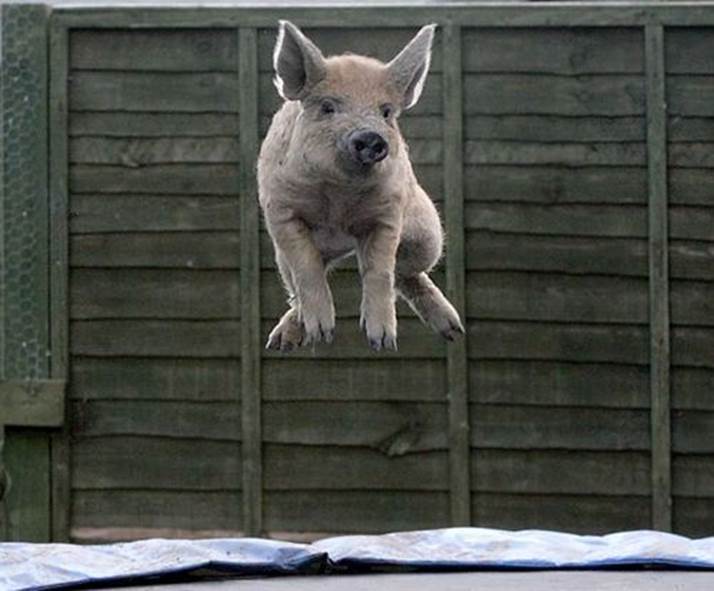 Amazing Animals Jump Seen On www.coolpicturegallery.us