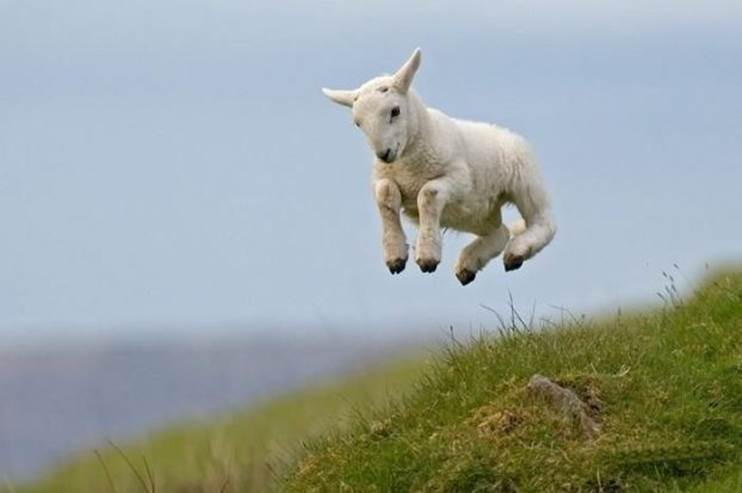 Amazing Animals Jump Seen On www.coolpicturegallery.us
