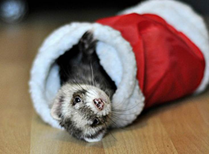 http://cdn.cutestpaw.com/wp-content/uploads/2011/12/Christmas-Comes-to-Fife-Ferret-Rescue-s.jpg