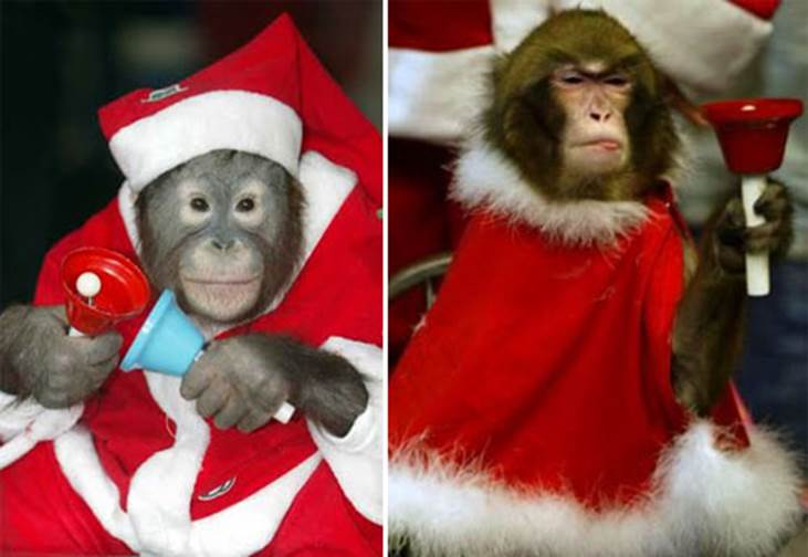 Animals Zoo Park: Animals Christmas Funny Animals Santa Hat Pics and ...