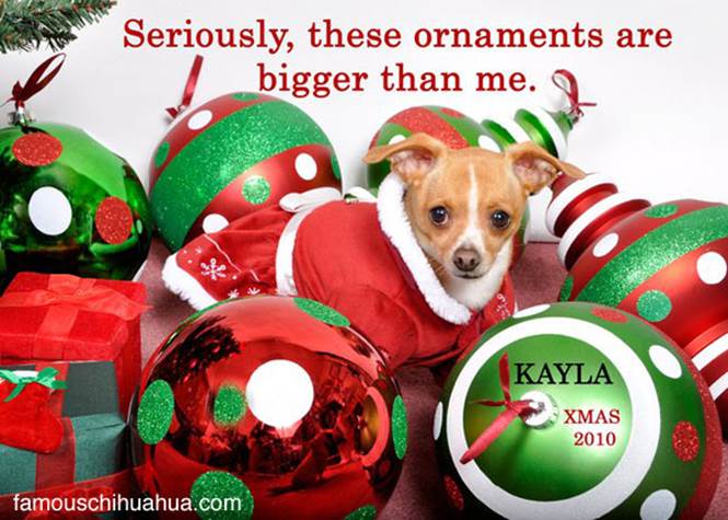 http://www.famouschihuahua.com/wp-content/uploads/2010/12/kayla-christmas-chihuahua.jpg