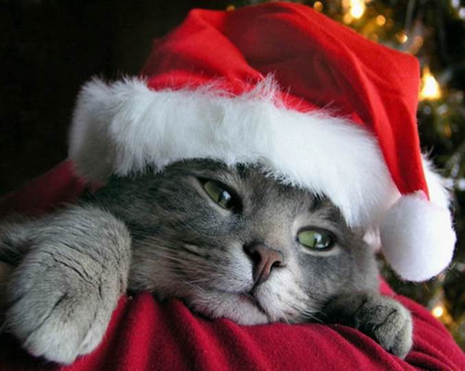 http://data2.whicdn.com/images/15410157/Christmas_Kitten_large.jpg