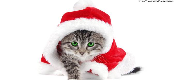 http://www.wallpapersuniverse.com/wallpapers/christmas/cat-and-santa-hat-christmas-wallpaper.jpg
