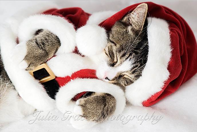 http://amolife.com/image/images/stories/Animals/funny_christmas_pets_17.jpg