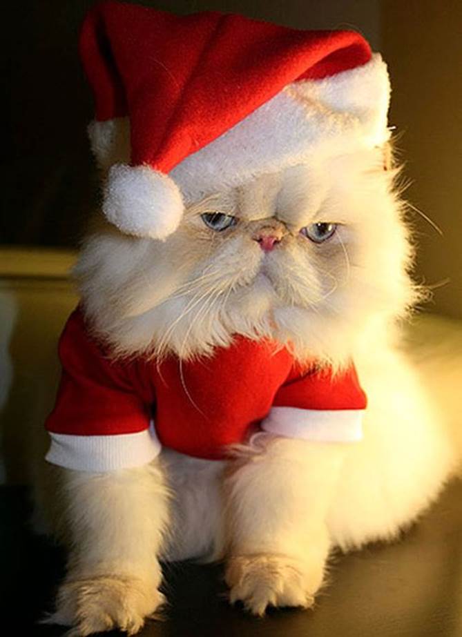 http://xaxor.com/images/Funny-Christmas-animals/Funny-Christmas-animals21.jpg