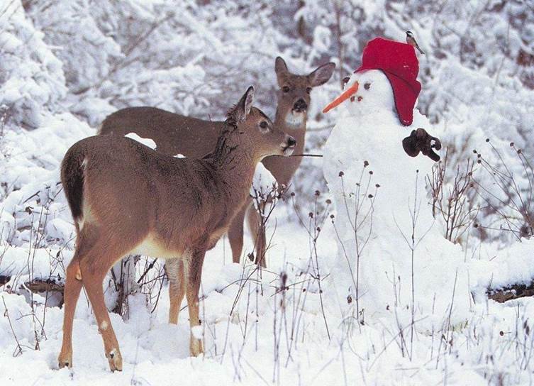http://www.christmashungama.com/wp-content/uploads/2009/12/Christmas-Animals-11.jpeg