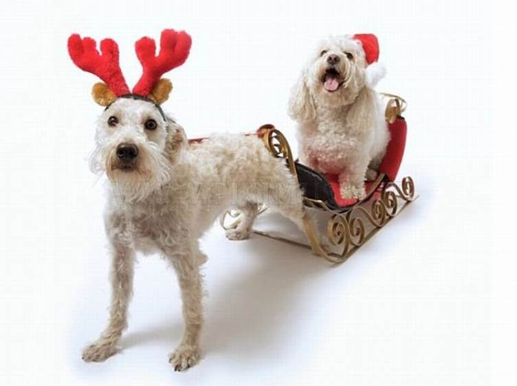 http://piximus.net/media/6797/cute-animals-dressed-for-christmas-19.jpg