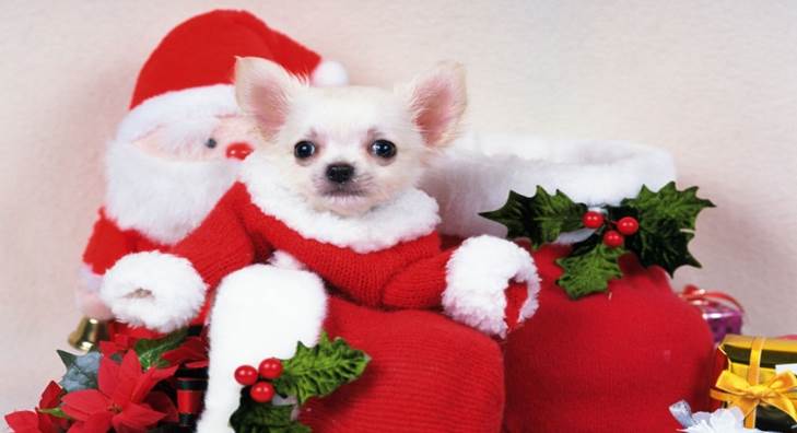 http://imagesci.com/img/2013/05/cute-christmas-puppies-10625-hd-wallpapers.jpg