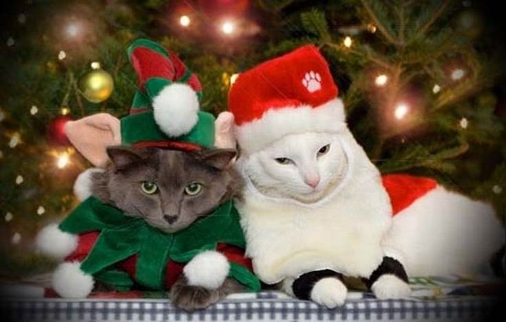 http://trinixy.ru/pics4/20111226/cats_celebrating_christmas_52.jpg