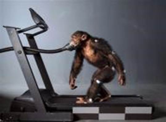 http://friendsofdarwin.com/media/images/2007/chimp-treadmill.jpg