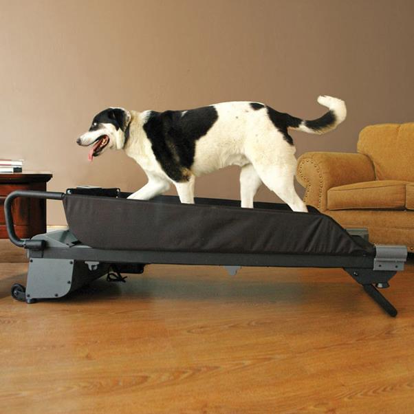 http://www.thegreenhead.com/imgs/treadmill-for-dogs-2.jpg