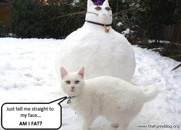 funny snow cat, am I fat, be straight, snowcat