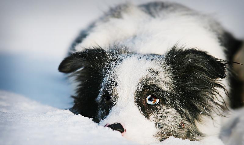 http://loves-animals.com/wp-content/uploads/2012/12/snow-dogs-34.jpg