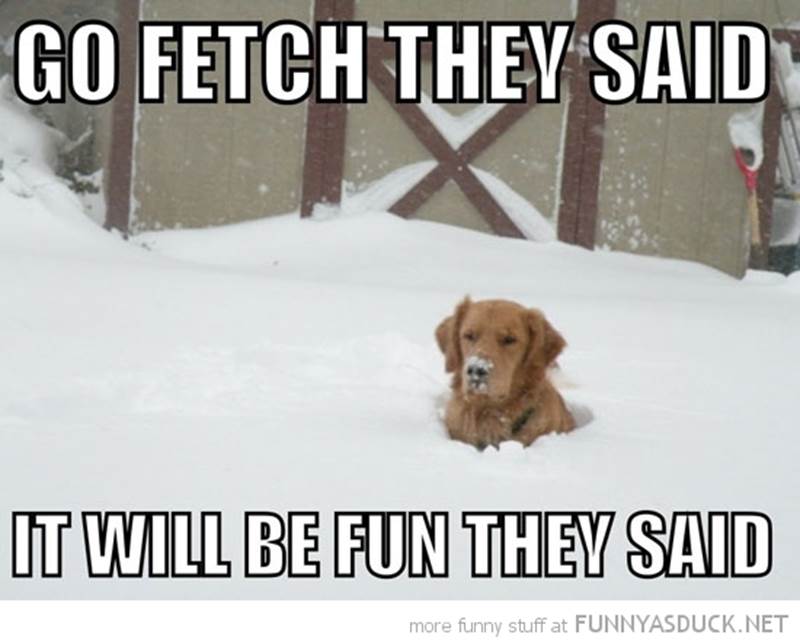 http://funnyasduck.net/wp-content/uploads/2013/01/funny-go-fetch-dog-stuck-snow-fun-pics.jpg