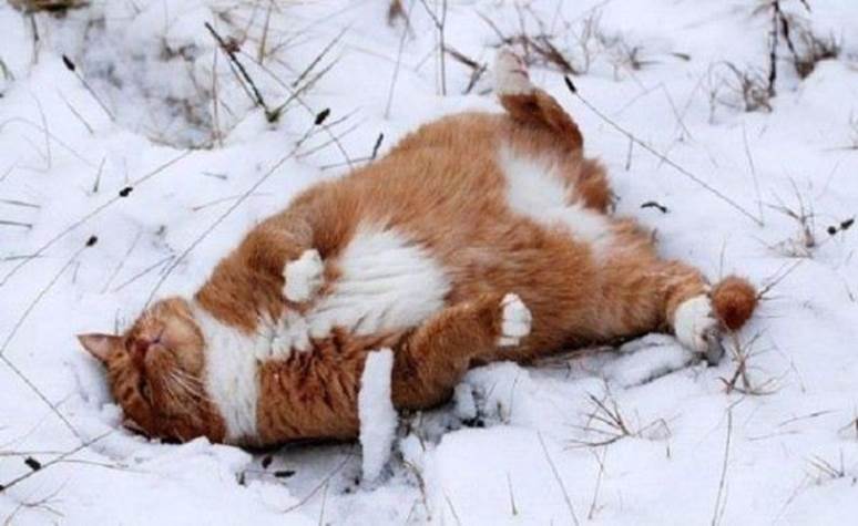 http://www.funnyanimalsite.com/pictures/Rolling_In_The_Snow_Cat.jpg