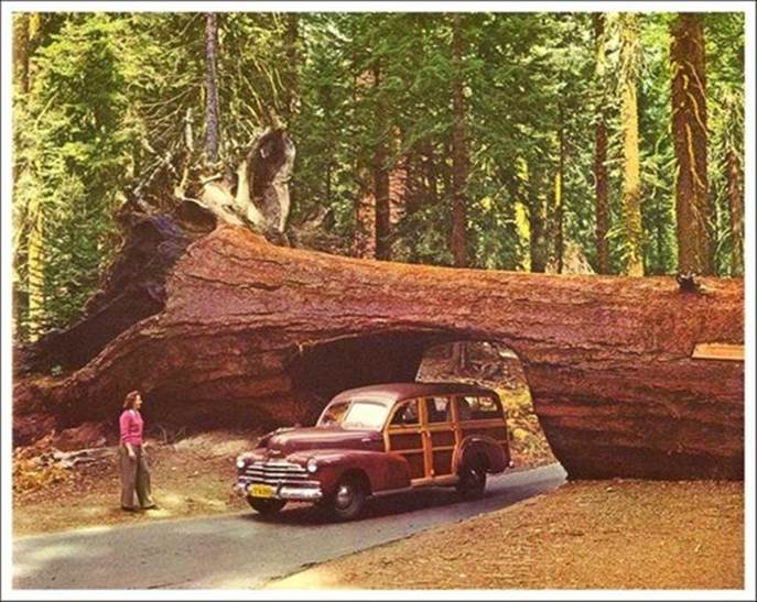http://www.dumpaday.com/wp-content/uploads/2013/01/Woody-passing-through-fallen-sequoia-tree-tunnel-Yosemite-California.jpg