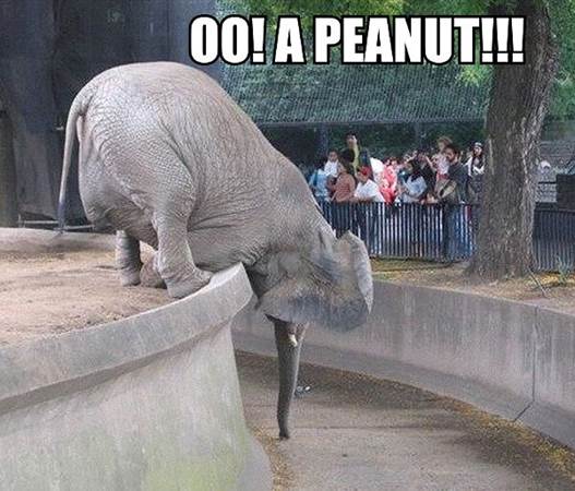 http://www.haqjo.com/wp-content/uploads/2013/07/oo-a-peanut-funny-elephant.jpg