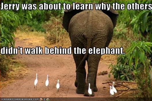 http://2.bp.blogspot.com/-KYAA4It57Go/Tnfl97nJDMI/AAAAAAAAB4o/AwJiIRZTqbk/s1600/funny-pictures-bird-walks-behind-elephant.jpg
