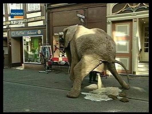 http://elephantpoo.webs.com/funny_pictures_Elephant_Pee_Break.jpg