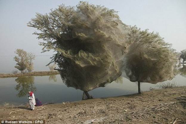 Ghost Trees in Pakistan