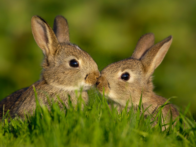 Kissing Rabbits