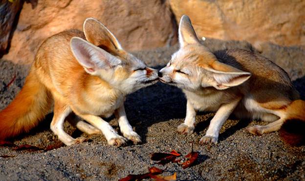 Fennec Fox Kisses - fox Photo