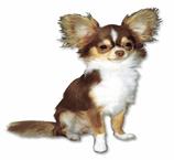 http://www.picgifs.com/dog-graphics/dog-graphics/chihuahua/dog-graphics-chihuahua-592998.gif