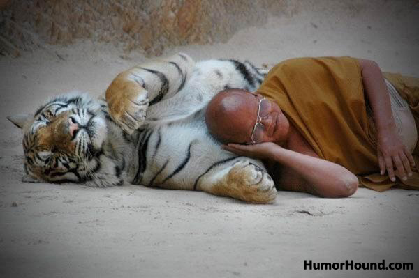 http://www.humorhound.com/wp-content/uploads/2008/11/buddhist-monk-sleeping-tiger.jpg