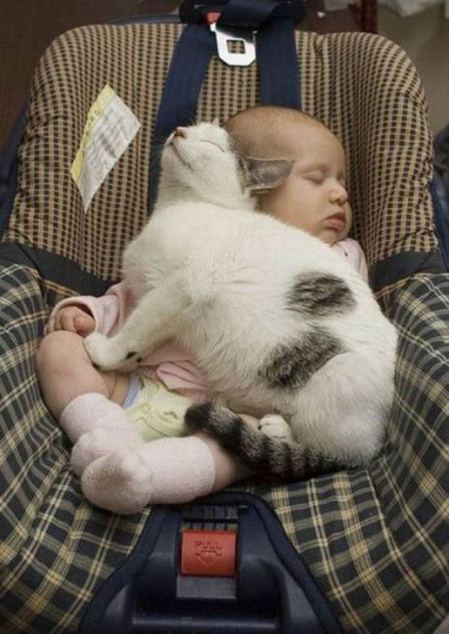 http://cdn.themetapicture.com/media/funny-cat-cute-sleeping-baby.jpg