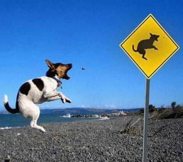 http://www.foundshit.com/pictures/dogs/dog-jumping-sign.jpg