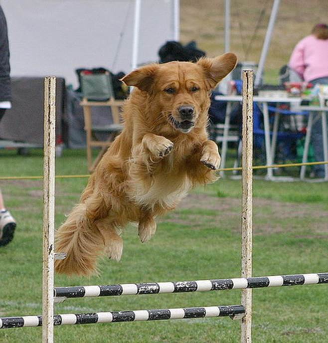 http://www.currentpainrelief.com/images_Pictures/Agility_Dog_Jumping.jpg