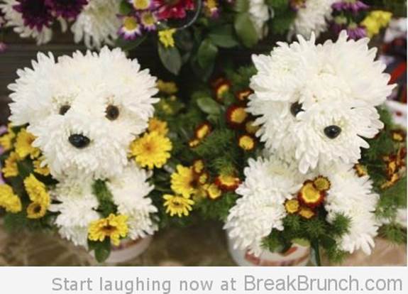 http://breakbrunch.com/wp-content/uploads/2012/09/flower-dog-funny-dog-beautiful-flower-picture.jpg