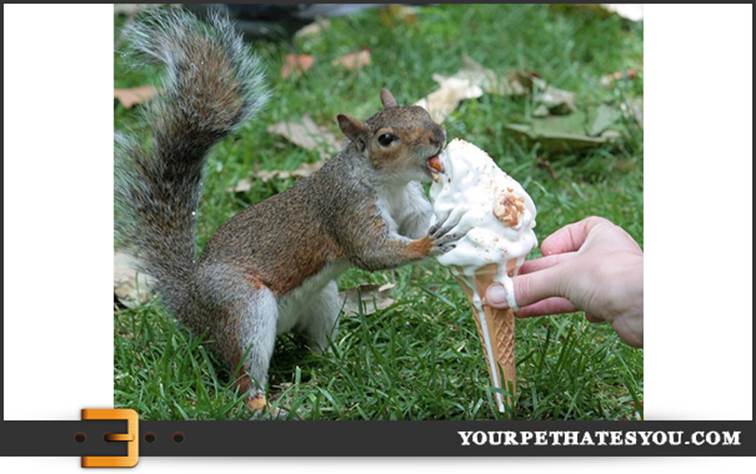 http://yourpethatesyou.com/wp-content/uploads/2012/11/squirrel-eating-an-icecream-cone.jpg