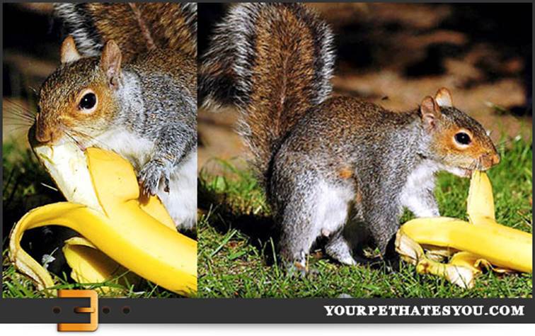 http://yourpethatesyou.com/wp-content/uploads/2012/11/squirrel-eating-a-banana.jpg