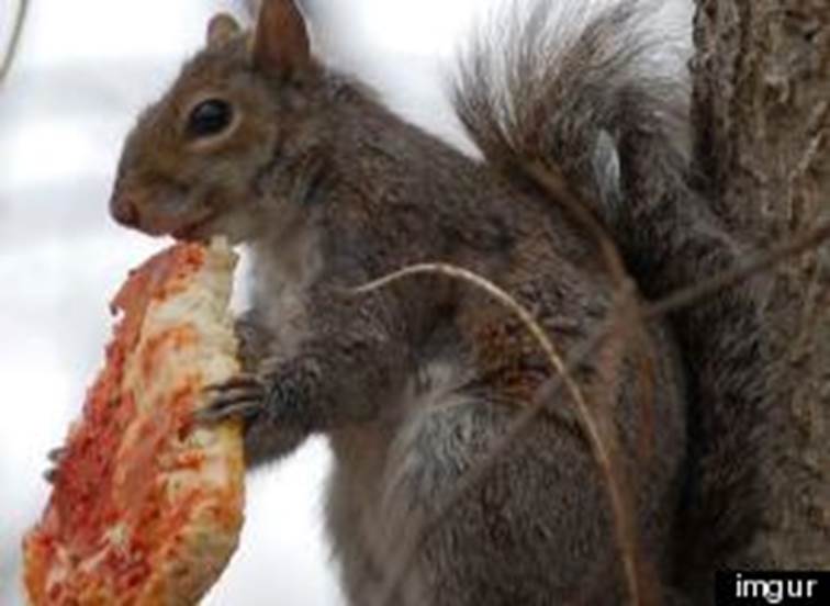 Squirrels Eating Pizza