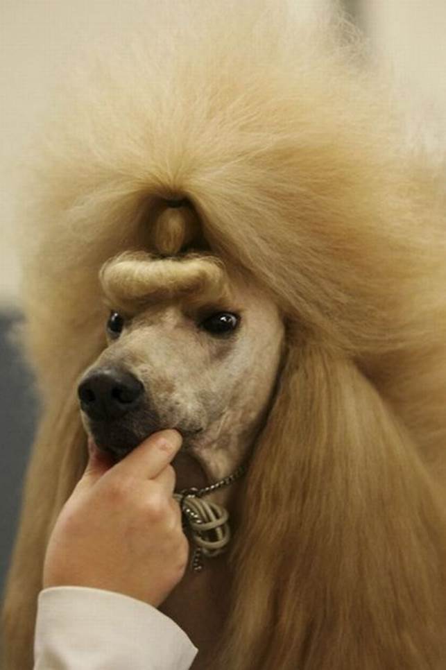 worst dog haircuts 03 Funny: Worst haircuts of dogs
