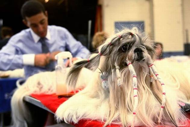 worst dog haircuts 09 Funny: Worst haircuts of dogs