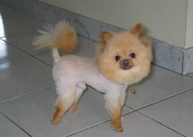 worst dog haircuts 13 Funny: Worst haircuts of dogs