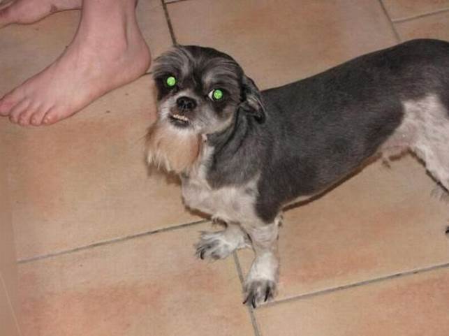 worst dog haircuts 22 Funny: Worst haircuts of dogs