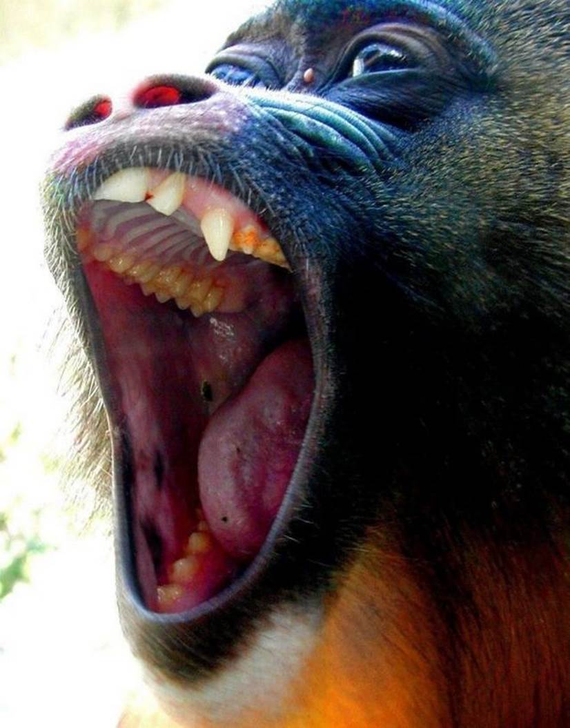 mouth wide open21 Funny: Animals with the mouth wide open 
